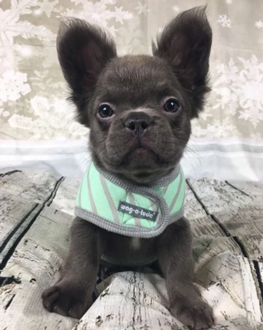 When Do Fluffy Frenchies Get Their Fluffy Frenchie?