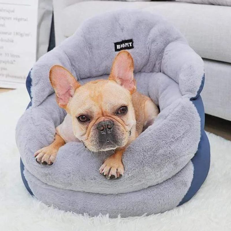 Can You Cuddle With A Fluffy Frenchie Bulldog?