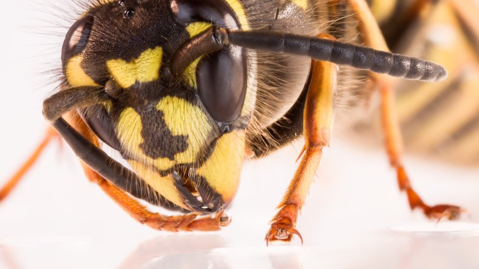 What Triggers Wasps to Come Out of Hibernation?