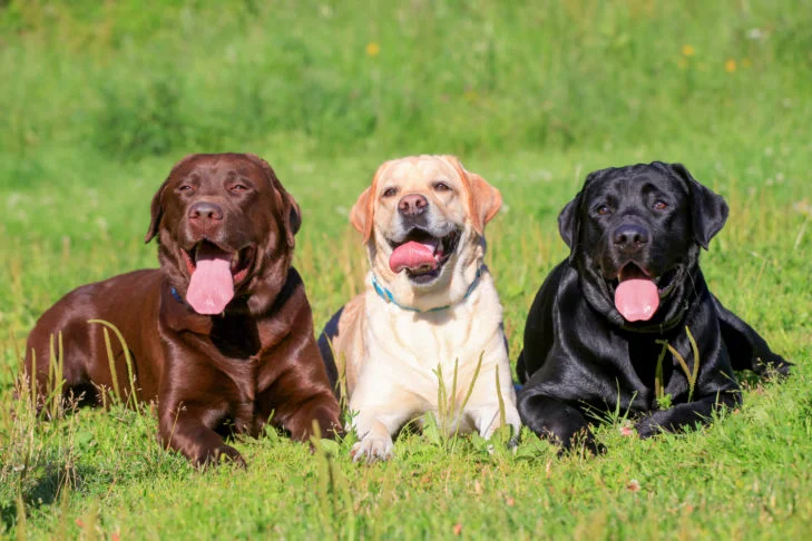 How Are Labrador Retrievers Used In Different Fields?