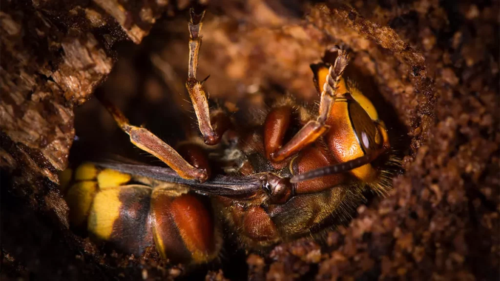 When Do Wasps Begin Hibernating?