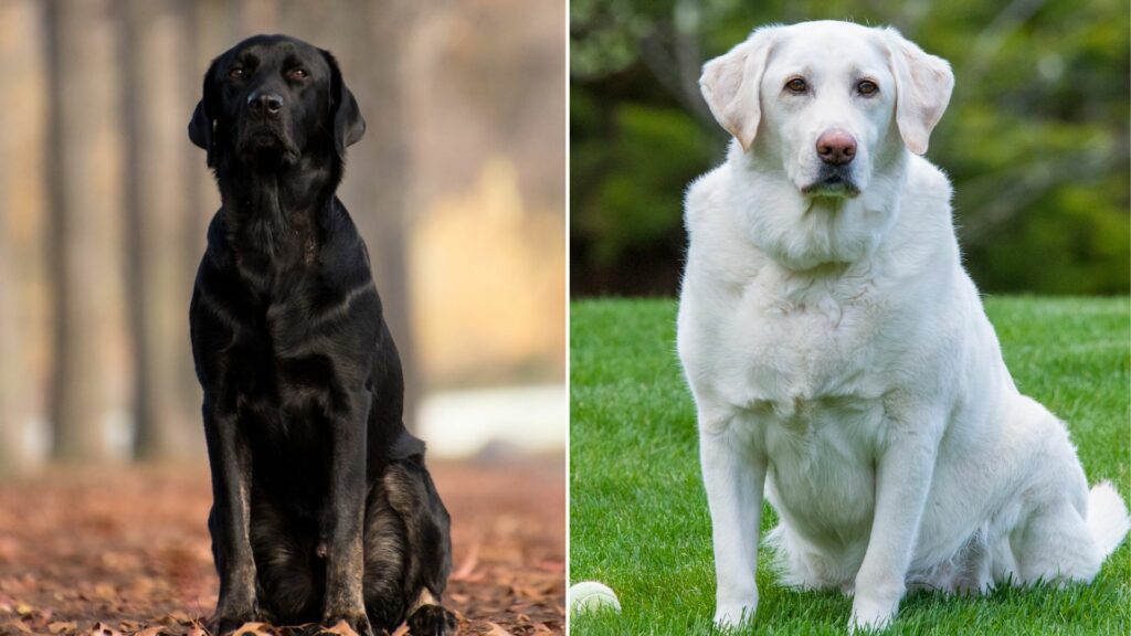 Can You Provide Some Examples Of Famous Labrador Retrievers In Different Roles?
