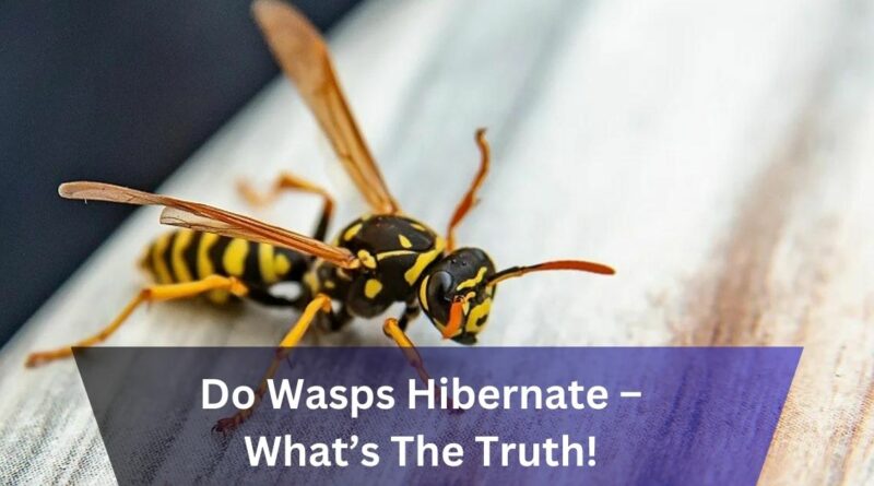 Do Wasps Hibernate – What’s The Truth!